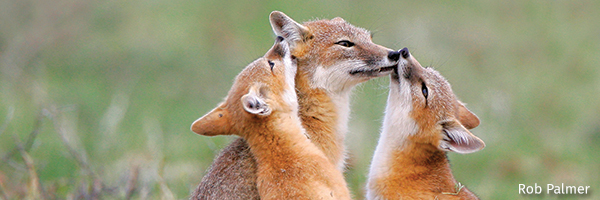 Swift foxes