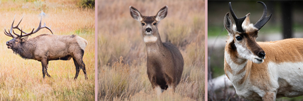 Elk pronghorn mule deer