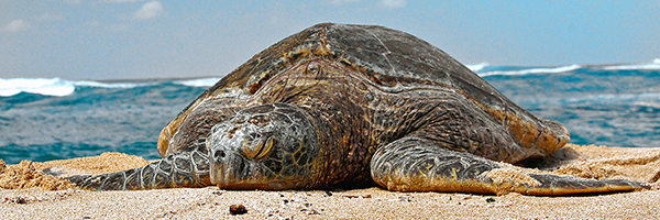 Sea turtle