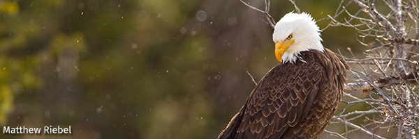 Bald eagle