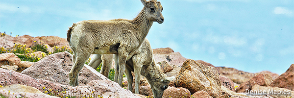 Bighorn sheep