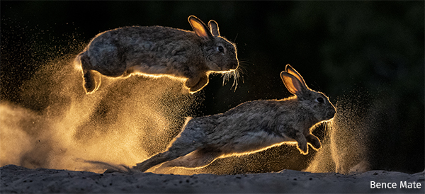 Rabbits