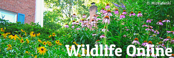 Wildlife Online