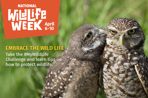National Wildlife Week - April 6-10. Embrace the Wild Life. Take the #MyWildlife Challenge and learn tips on how to protect wildlife.