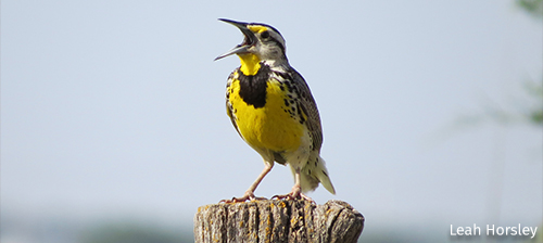 Six Ways to Support Wild Birds at Home