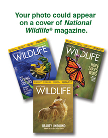 Your photo could appear on a cover of National Wildlife magazine.