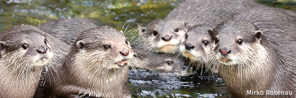 Otters