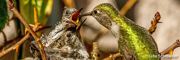 Hummingbird