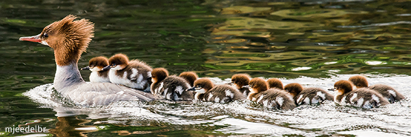 Merganser