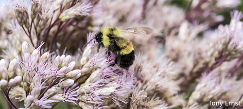 Be the Bee’s Knees: How You Can Save Bumble Bees!