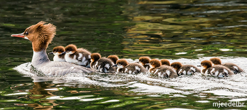Be Counted for Wildlife
