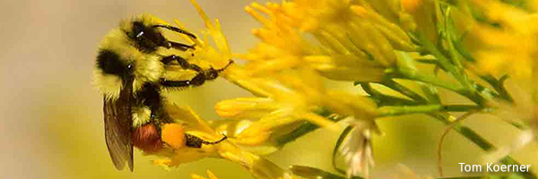 Bee