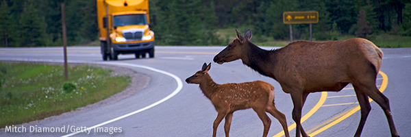 Elk