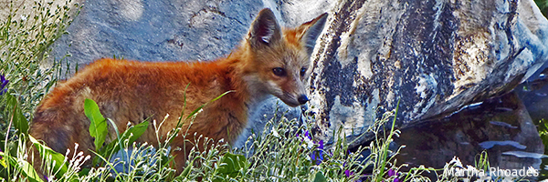 Red fox