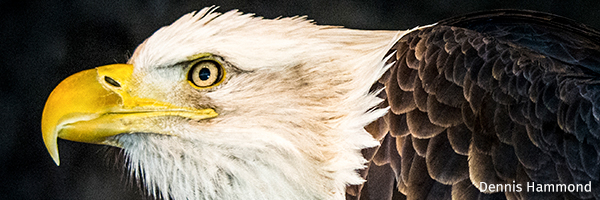 Bald eagle