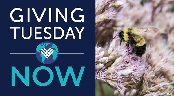 Giving Tuesday NOW
