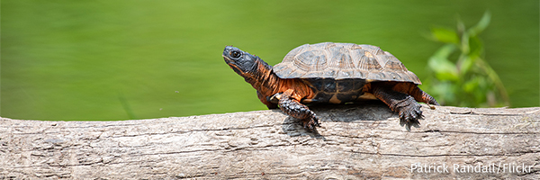 Wood turtle