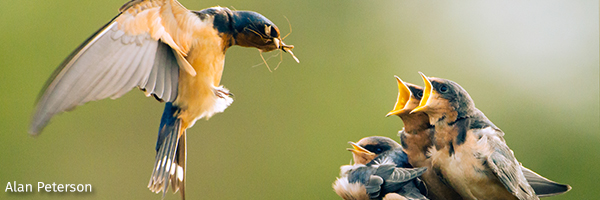 Barnswallow
