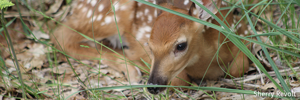 Deer