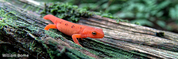 Salamander