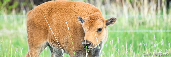 Bison
