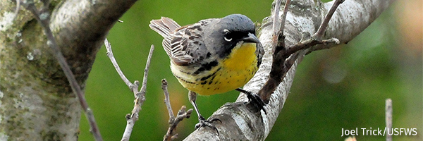 Warbler