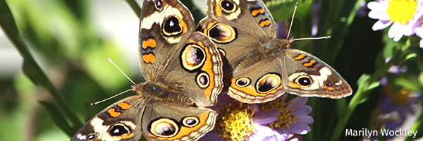 Common buckeye