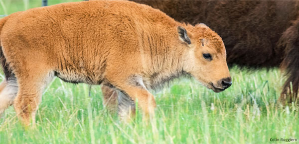 Bison