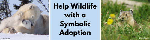 Help Wildlife with a Symbolic Adoption