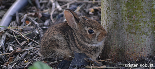 What to Do If You Find Baby Wildlife