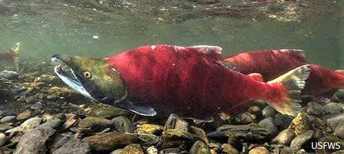 My Son, the Sock Guy for the Sockeye