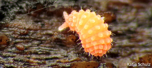 In Celebration of the Springtail