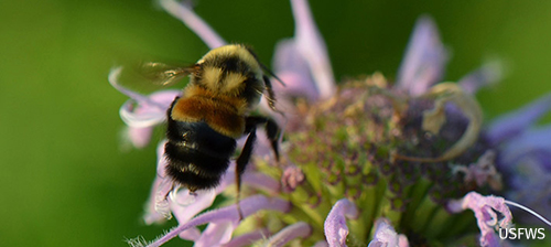3 Virtual Ways to Visit Public Gardens