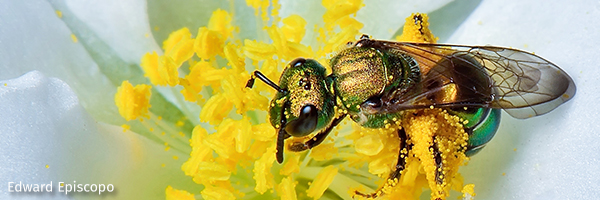 Bee