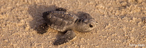 Turtle