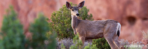 Mule Deer