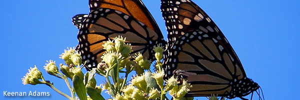Monarchs