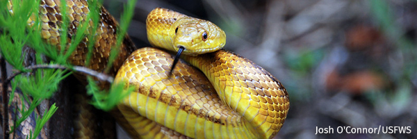 Snake