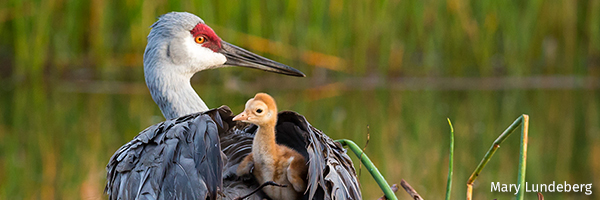 Sandhill cranes