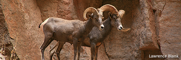 Bighorn sheep