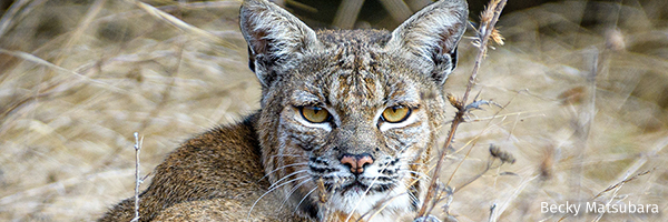Bobcat