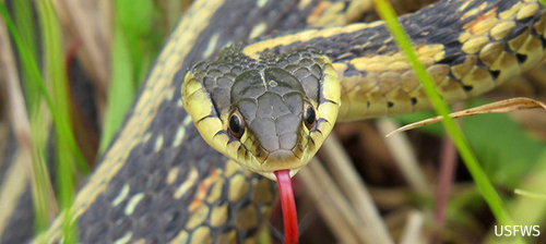 QUIZ: Weird & Wonderful Wildlife
