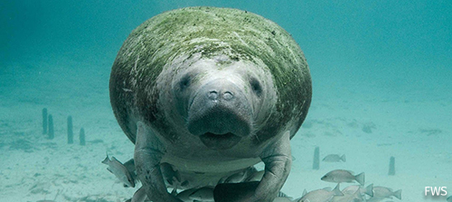 Restoring American’s Everglades