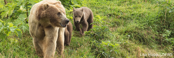 Kodiak Bears