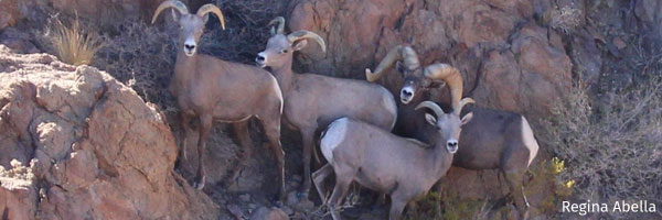 Bighorn