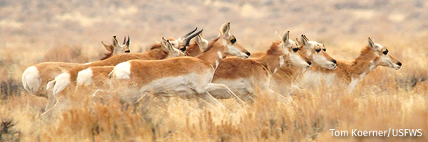 Pronghorn