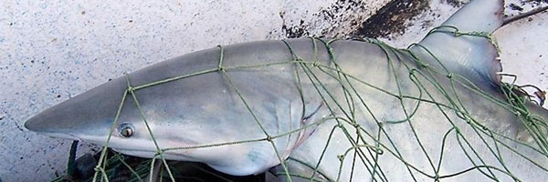 Finetooth shark in a net.