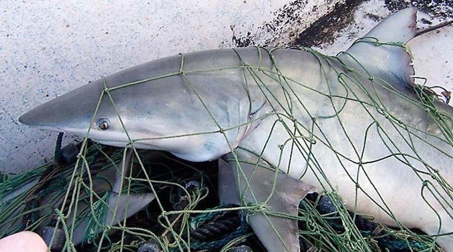 Side With Sharks Against Plastic Pollution