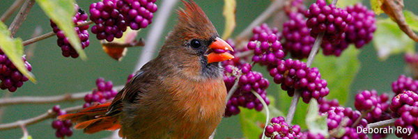 Cardinal