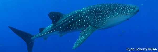 Whale shark at Flower Garden Banks National Marine Sanctuary. Whale shark at Flower Garden Banks National Marine Sanctuary. 